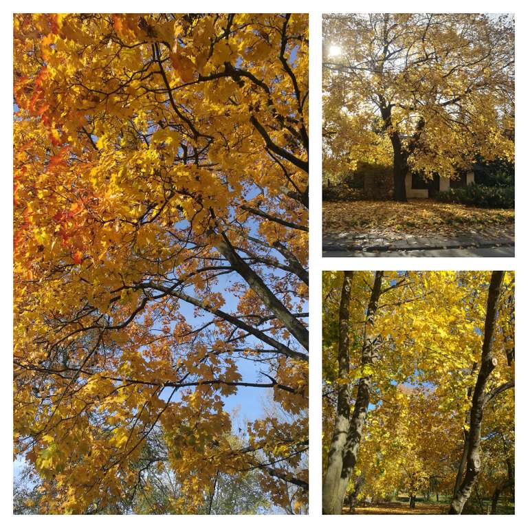 Collage_Sasza